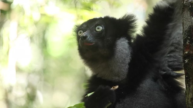 Loopable seamless footage of the Indri lemur (Indri indri) eating leaf in the forest