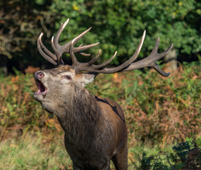 Bellowing red deer