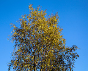 Yellow tree against the blue sky.