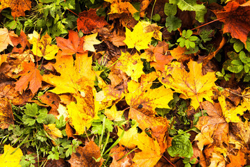 Naklejka na ściany i meble Leaves are autumnal. Background