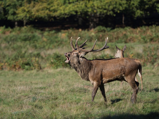 Bellowing red deer