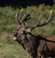 Bellowing red deer
