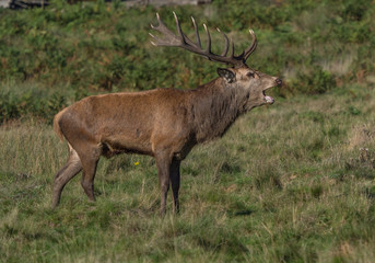 Bellowing red deer