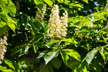 Blossoming branches of chestnut tree (Aesculus hippocastanum)