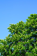 Blossoming chestnut tree