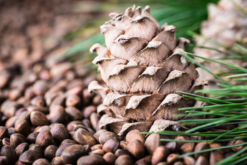 Cedar pine cone with cedar nuts close-up