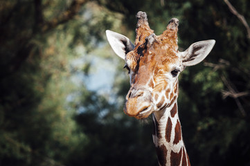 Girafe © PicsArt