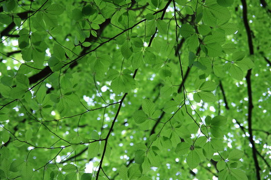 Foliage of beech tree in spring