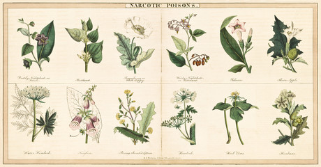 Vintage stijlillustratie van een reeks planten die worden gebruikt om verdovende vergiften te maken