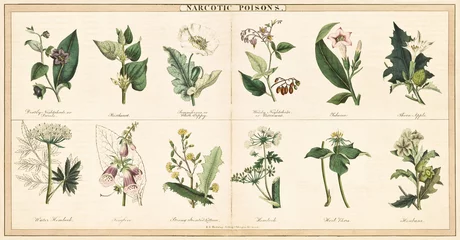 Poster Im Rahmen Illustration im Vintage-Stil einer Reihe von Pflanzen, die zur Herstellung von Betäubungsmitteln verwendet werden © Mannaggia