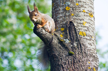 Red squirrel sits on a tree