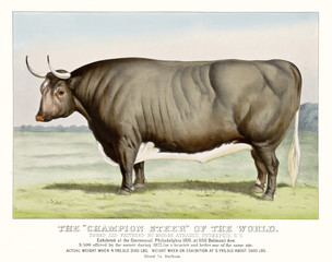 Retro illustration of a beef. Old Champion Steer of the world.