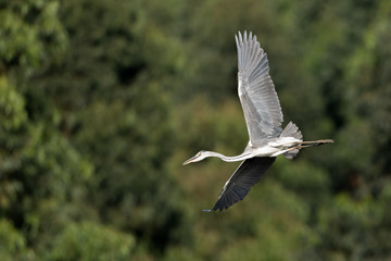 Grey Heron flying
