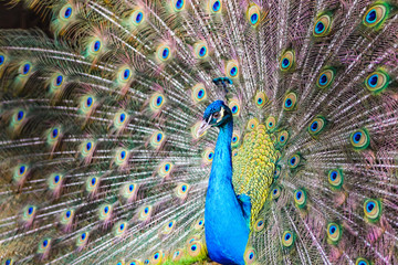 Fototapeta premium Peacock 