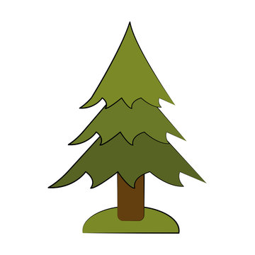 pine tree icon image vector illustration design 