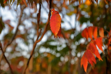 Przyroda w jesiennych barwach, na pierwszym planie wyraźny czerwony liść, a tle niewyraźna reszta drzewa, gałęzie i liście, bokeh - obrazy, fototapety, plakaty