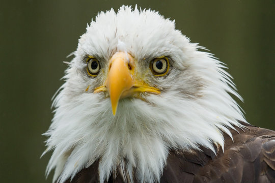 photo portrait of an American Bald Eagle 