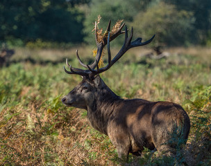 Red deer