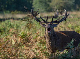Naklejka premium Bellowing red deer