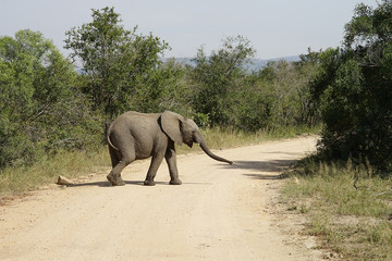 Naklejka premium African Elephant Kruger National Park