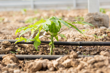 riego por goteo en cultivo de papaya