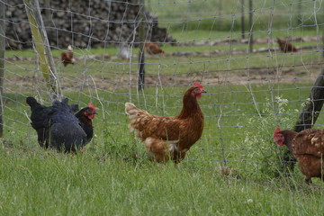 hühner auf einer wiese