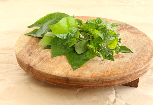 Garden nightshade leaves, which are said to have medicinal values, on a wooden table.