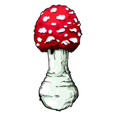 Vector illustration isolated on white background. Amanita mushroom.