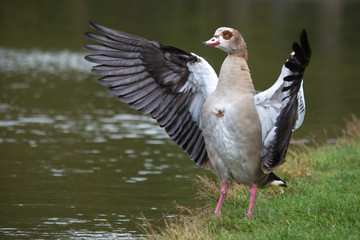 Nilgans