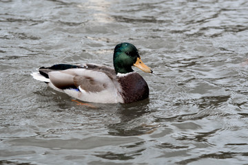 Stockente