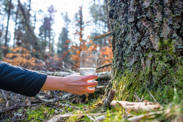 Collecting of birch juice, spring diet and healthy lifestyle concept