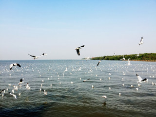 Seagulls Flying over the Sea in Bangpoo, Samutprakarn, Thailand