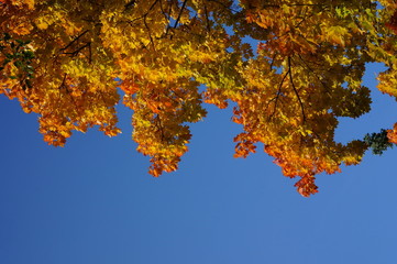 клён осенний