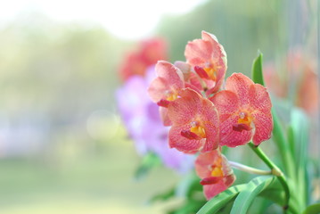 Beautiful red orchid flowers in the garden.