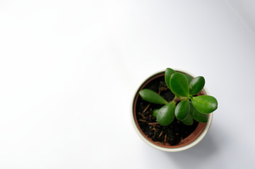 Drzewko szczęścia rosnące w doniczce na białym tle. © konik60