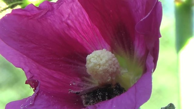 Bumblebee pollinating a flower