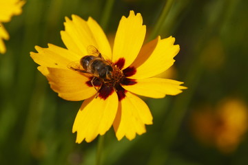 Mädchenauge Sorte Sterntaler gelbe  Blume