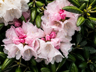 Rododendrons