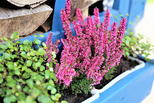 An image of some autumn flowers