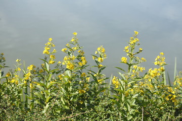 Gelbe Nachtkerze Blume