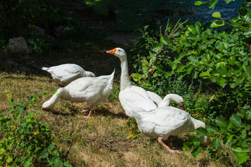 Naklejka premium Flock of free range geese
