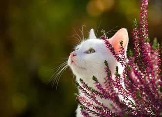 Tuinposter Kat Portret van schattige witte kat in de tuin