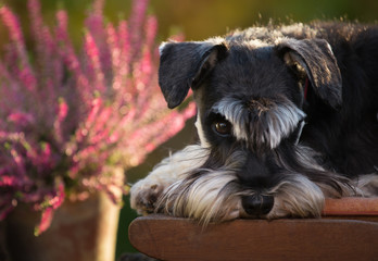 Cute dog resting in garden