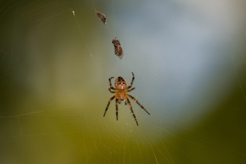 Macro photo - european garden spider hunts and breakfast his prey in summer morning