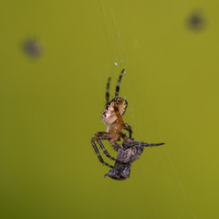 Macro photo - european garden spider hunts and breakfast his prey in summer morning