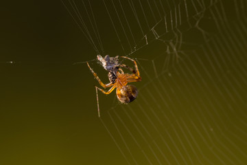 Macro photo - european garden spider hunts and breakfast his prey in summer morning