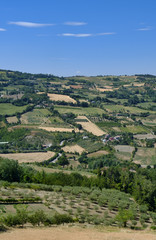 Naklejka premium Landscape in Romagna at summer: vineyards