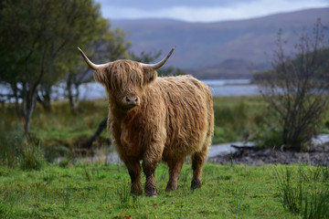 Highland in Scottish landscape.