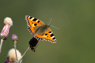 Kleiner Fuchs