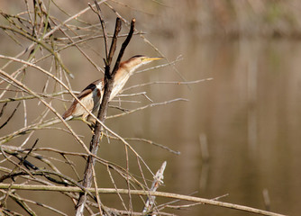 Eurasian bittern (Ixobrychus exilis) in marsh habitat